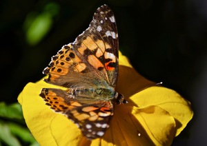 Monarch