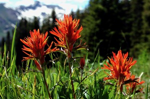 Paintbrush Trio