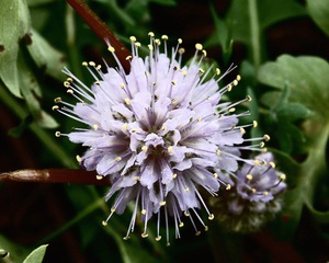Purple Pin Cushion