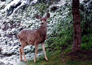 Curious Critter