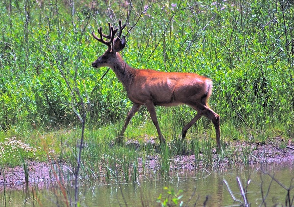 Buck Deer Print