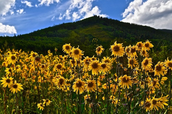 Daisy Mania Print