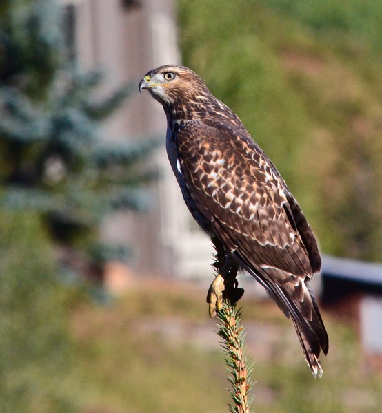 Hawk s Eye Print
