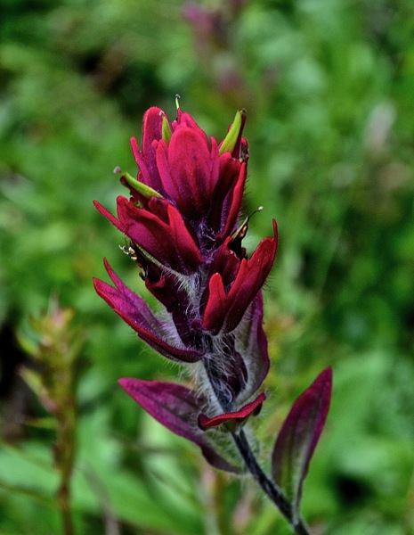 Paintbrush Print