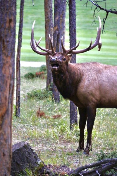 Bugling In Banff by DB Photos