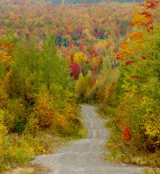 Logging Road In Fall by DB Photos