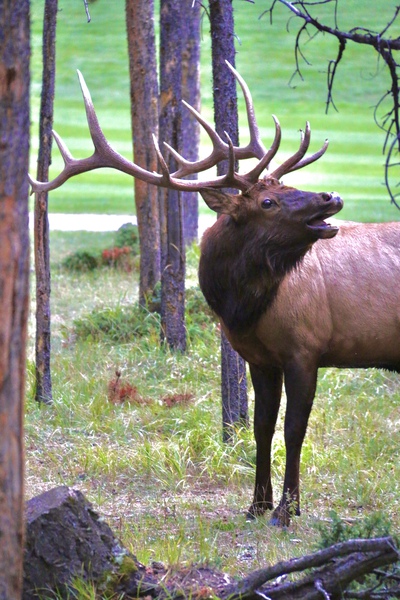 Elk In Rut by DB Photos