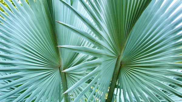Jamaican Palm Fronds by DB Photos