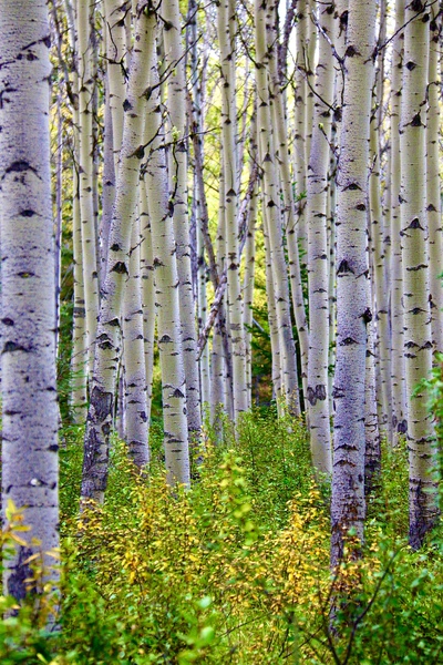 Birch Meadow by DB Photos
