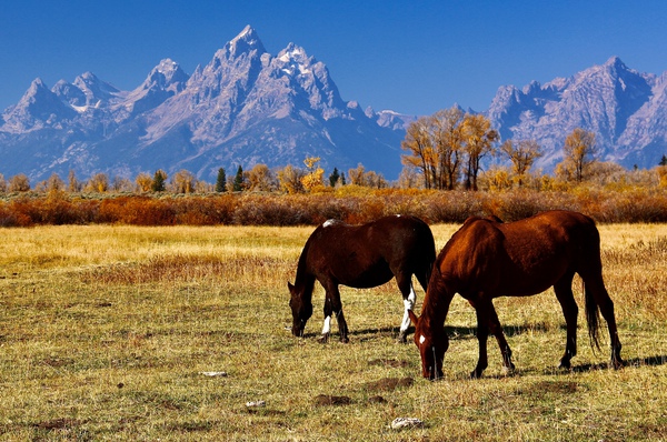 Grazing In Grand Teton by DB Photos