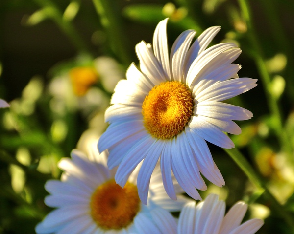 Daisies At Sunset by DB Photos