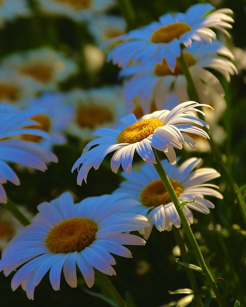 Standing Out From The Crowd by DB Photos