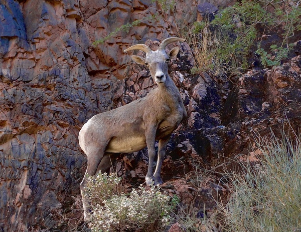 Mountain Goat Staredown by DB Photos