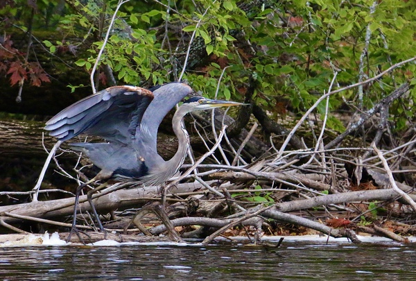 Blue Heron Preparing to Lift Off by DB Photos