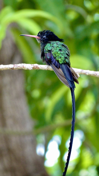 Red-billed Streamertail by DB Photos