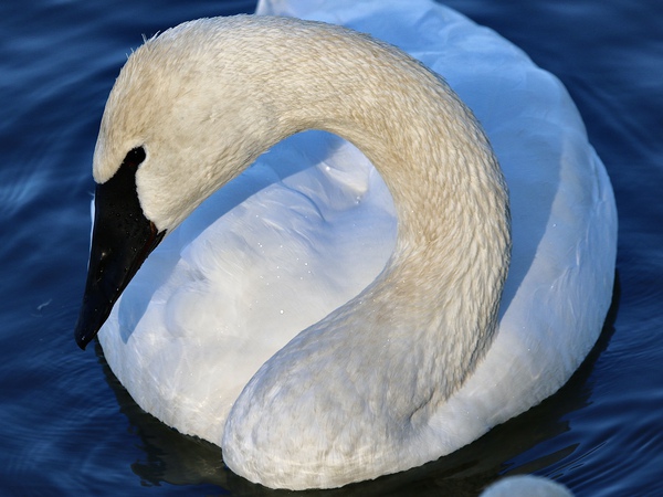 Trumpeter Swans In Arkansas by DB Photos