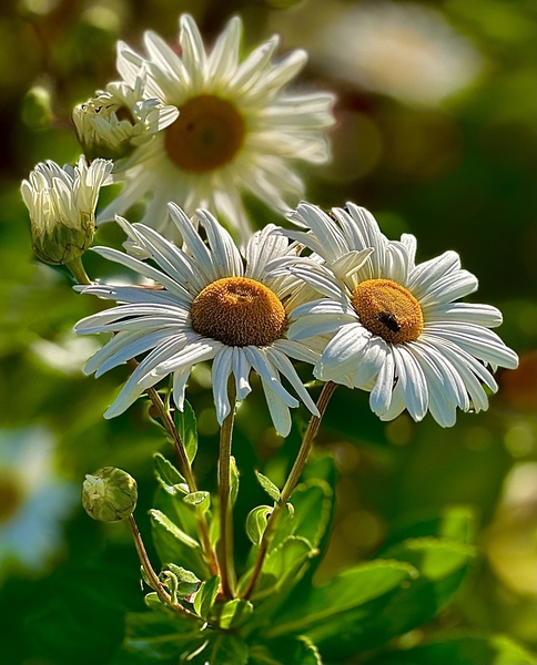 Daisies In Bloom by DB Photos