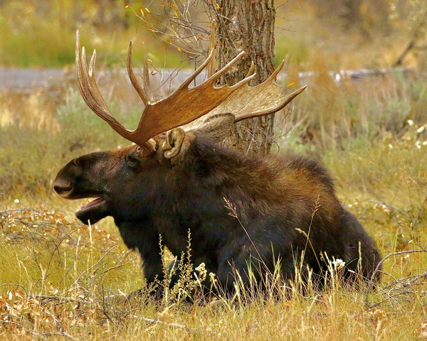 Yawning Bull Moose by DB Photos