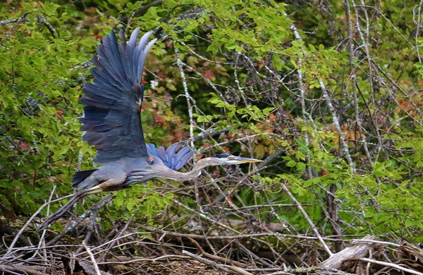 Blue Heron Lifting Off by DB Photos