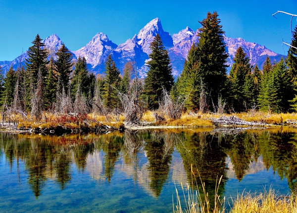 Tetons Through The Trees by DB Photos