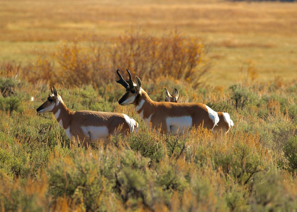 Prairie Pronghorn by DB Photos