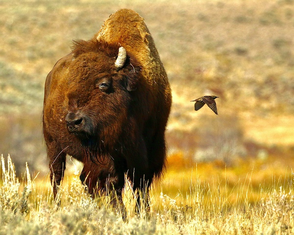 Bison Fly By by DB Photos