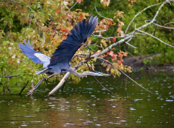 Blue Heron In Flight by DB Photos