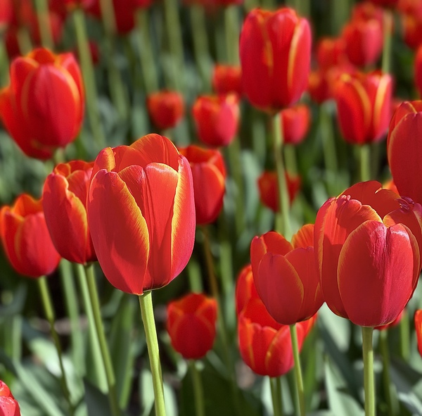 Tulipalooza  by DB Photos