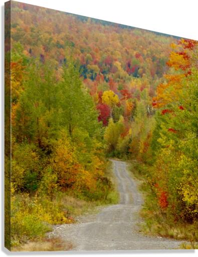 Logging Road In Fall Canvas Print