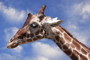 Giraffe & Sky by Wallshazam