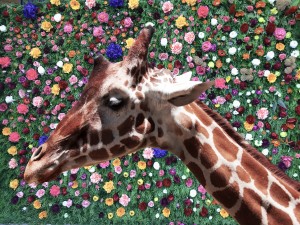 Giraffe with Flower Background