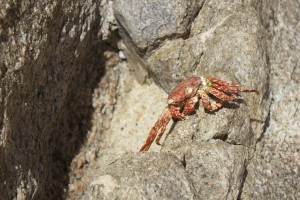 The little Red Crab by Wallshazam