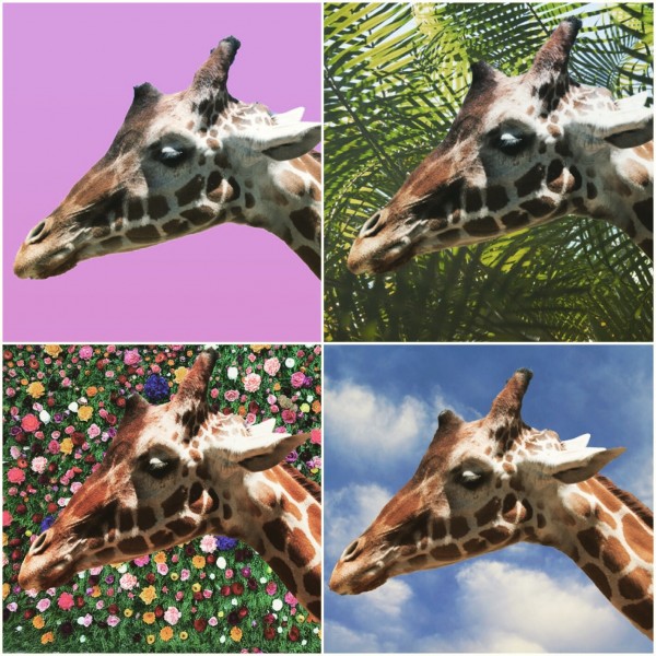4 Giraffes  Print
