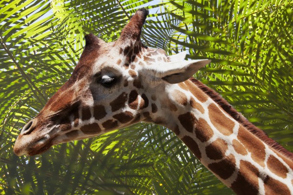 Giraffe with Palms Print