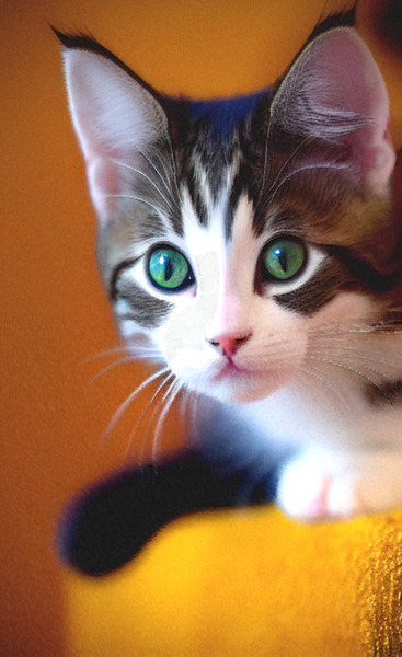 Bella wants to play  Print