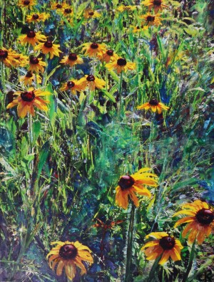 Colorado Wild Flowers