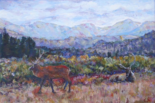 Rocky Mountain Park Elk  by Chris Rutledge
