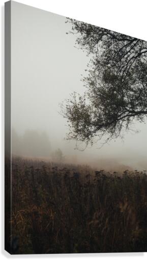 Branches Canvas Print