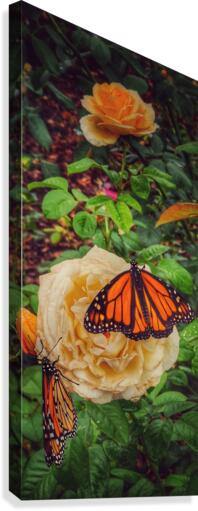 Monarch 2 Canvas Print