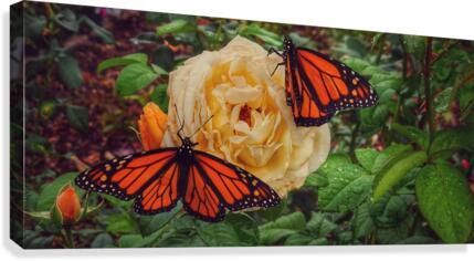 Monarch 1 Canvas Print