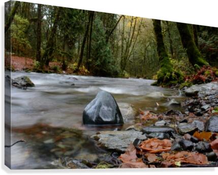 Forest Serenity Canvas Print