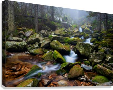 Forest Dream in Retezat Canvas Print