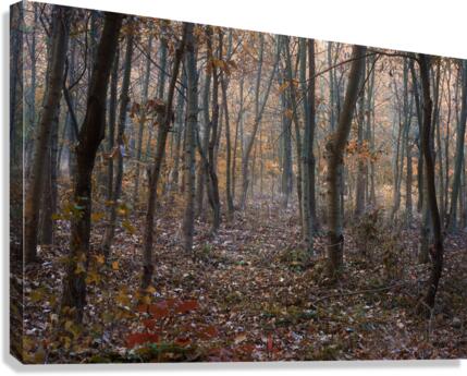 Trees Canvas Print