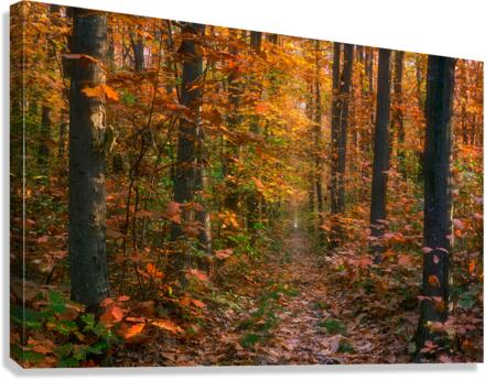 Forests Path Canvas Print