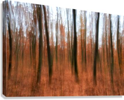 Panning Canvas Print