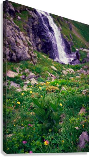 Flowers Canvas Print