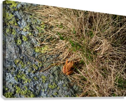 A frog Canvas Print