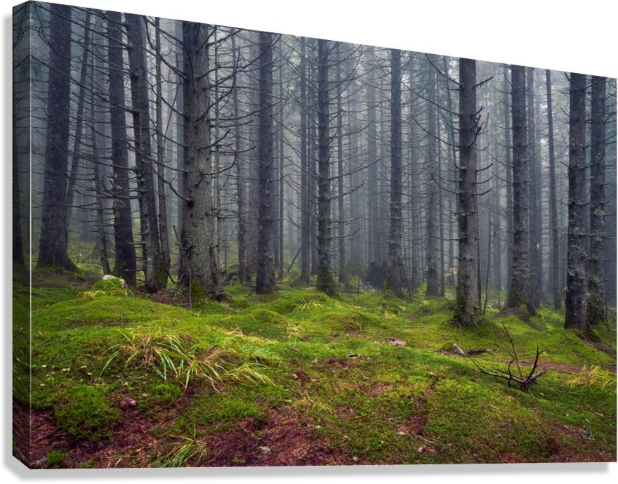 Silence Canvas Print