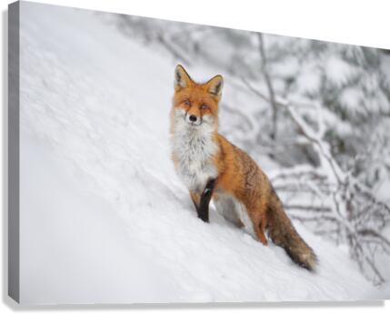 Portrait Fox Canvas Print