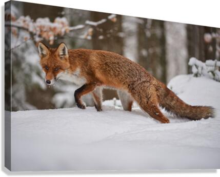 In Wait Canvas Print